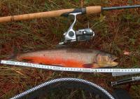 41er Seesaibling 3 .jpg