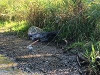 8C3264CB-C904-447C-8E47-309C0818914F.jpeg 8C3264CB-C904-447C-8E47-309C0818914F.jpeg