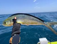mahimahi.png