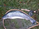 Lachs 22.10.03 3,7 Kg.jpg