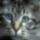 images/avatars/avatar-1996.jpg